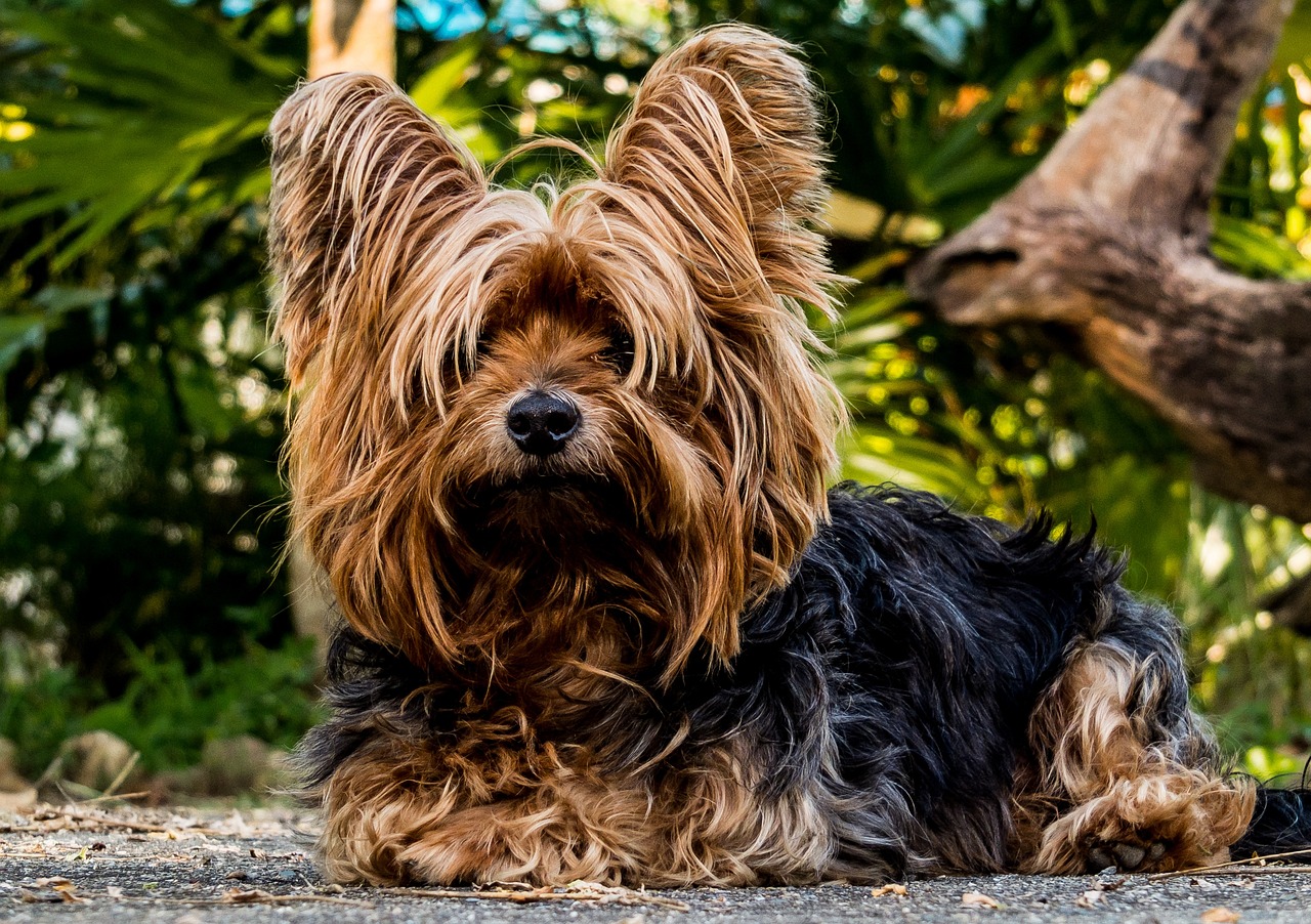 The Affectionate Spirit of the Cairn Terrier